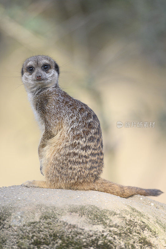 猫鼬(Suricata suricatta)或suricatta在寻找捕食者